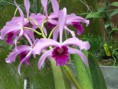 /album/fotogalerie-laelia-purpurata/l-purpurata%20%c2%b4s-k-georges%c2%b4-jpg/